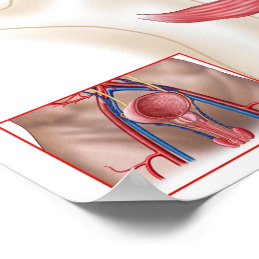 前立腺解剖学 ポスター (角)
