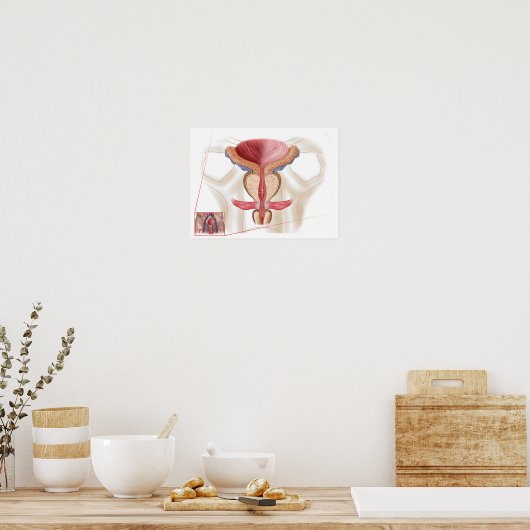 前立腺解剖学 ポスター (キッチン)