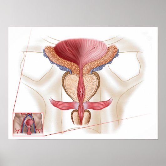前立腺解剖学 ポスター (正面)