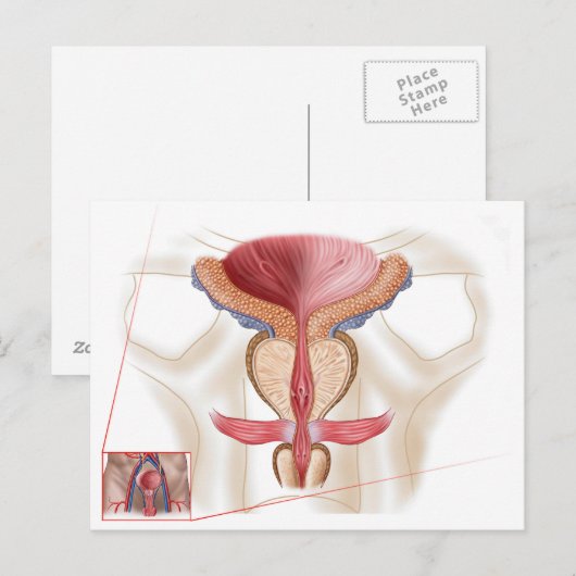 前立腺解剖学 ポストカード (正面/裏面)