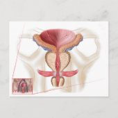 前立腺解剖学 ポストカード (正面)