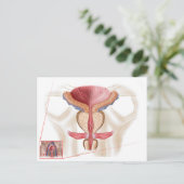 前立腺解剖学 ポストカード (スタンド正面)