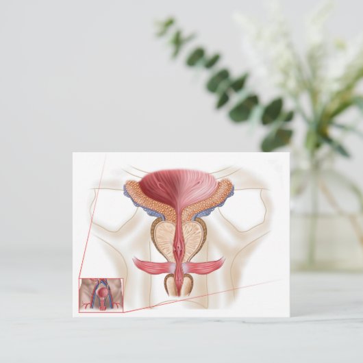 前立腺解剖学 ポストカード (スタンド正面)