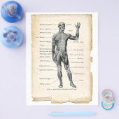 前筋フライヤー チラシ (シングル)