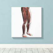 前脚の男性の筋肉の解剖学 キャンバスプリント (インサイチュ (ウッドフロア))