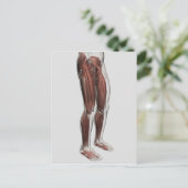 前脚の男性の筋肉の解剖学 ポストカード (スタンド正面)