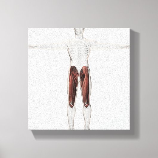 前脚の男性の筋肉解剖学4 キャンバスプリント (正面)