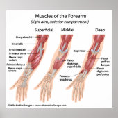 前腕の屈筋、ラベル付きスケッチ。 ポスター (正面)
