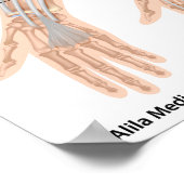 前腕の屈筋、ラベル付きスケッチ。 ポスター (角)