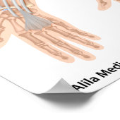 前腕の屈筋、医療スケッチ。 ポスター (角)