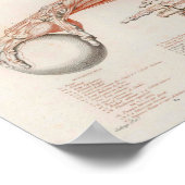 前腕の筋肉を保持するボール解剖学プリント ポスター (角)