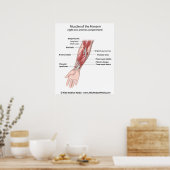 前腕の筋肉、ラベル付き図。 ポスター (キッチン)