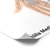 前腕の筋肉、ラベル付き図。 ポスター (角)