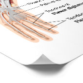 前腕前筋と後頭筋 ポスター (角)