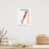 前腕筋前面図 ポスター (キッチン)