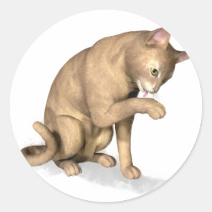 前足をなめるアビシニアン猫 ラウンドシール