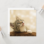 前足を伸ばした可愛い子猫 カード (正面/裏面インサイチュ)