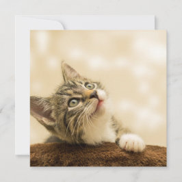 前足を伸ばした可愛い子猫 カード