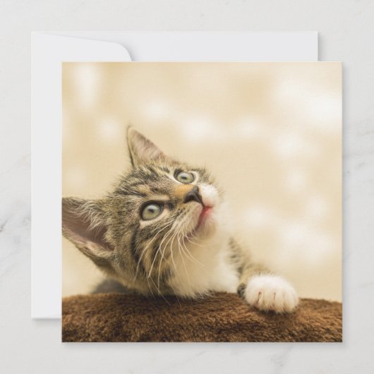 前足を伸ばした可愛い子猫 カード (正面)