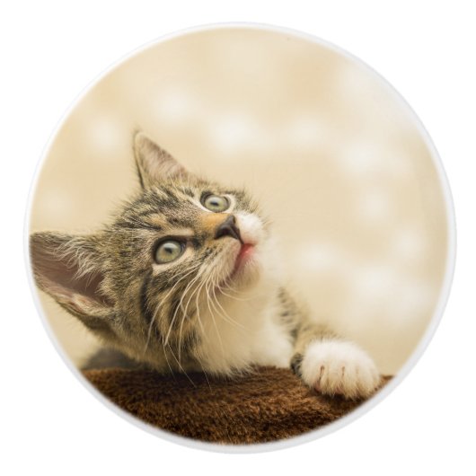 前足を伸ばした可愛い子猫 セラミックノブ (正面)