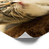 前足を伸ばした可愛い子猫 ポスター (角)