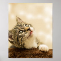 前足を伸ばした可愛い子猫