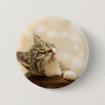 前足を伸ばした可愛い子猫