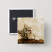 前足を伸ばした可愛い子猫 缶バッジ (正面&裏面)