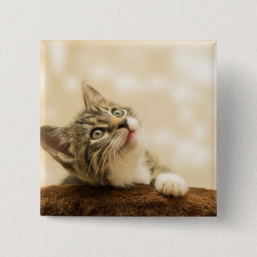 前足を伸ばした可愛い子猫 缶バッジ (正面)