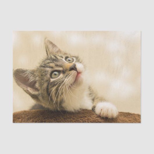 前足を伸ばした可愛い子猫 薄葉紙 (正面)