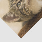 前足を伸ばした可愛い子猫 薄葉紙 (詳細)