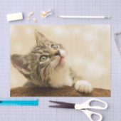 前足を伸ばした可愛い子猫 薄葉紙 (クラフト)