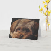 前部のShorkieの子犬が付いている挨拶状 カード (黄色い花)