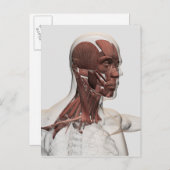 前部男性の美顔術および首筋肉の解剖学 ポストカード (正面/裏面)