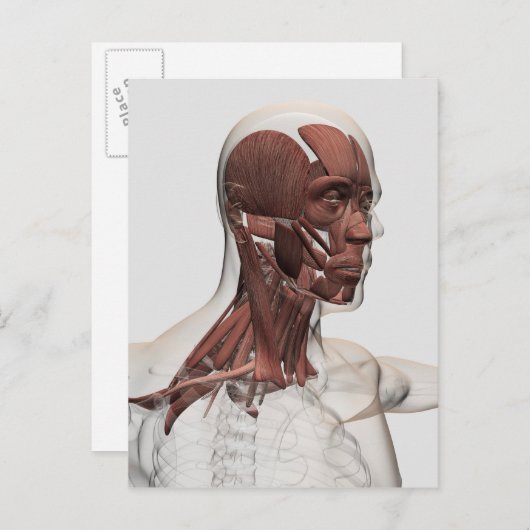 前部男性の美顔術および首筋肉の解剖学 ポストカード (正面/裏面)