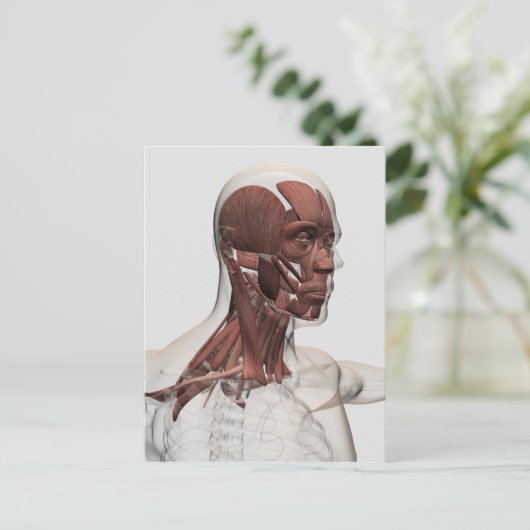 前部男性の美顔術および首筋肉の解剖学 ポストカード (スタンド正面)