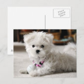 前部! ポストカード (正面/裏面)