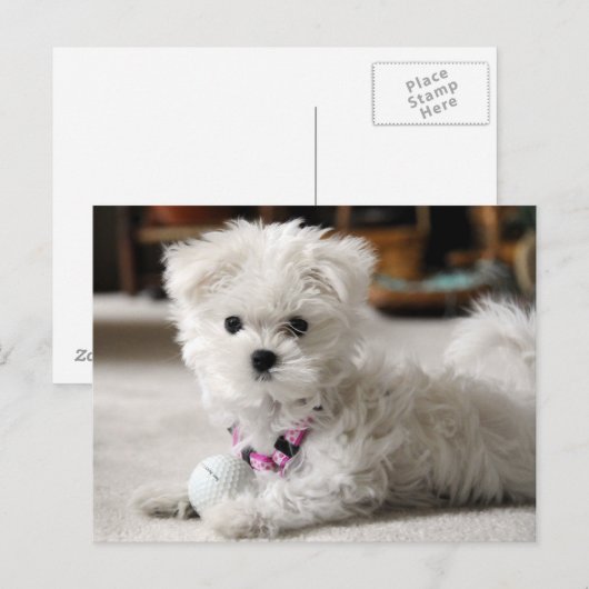 前部! ポストカード (正面/裏面)