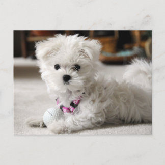 前部! ポストカード