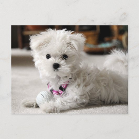 前部! ポストカード (正面)