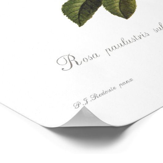 副胸腺ローザ ポスター (角)