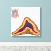 副腎の解剖学、横断面 キャンバスプリント (インサイチュ (ウッドフロア))