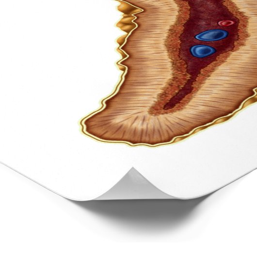 副腎の解剖学、横断面 ポスター (角)