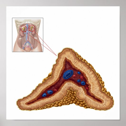 副腎の解剖学、横断面 ポスター (正面)