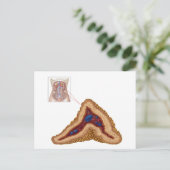 副腎の解剖学、横断面 ポストカード (スタンド正面)