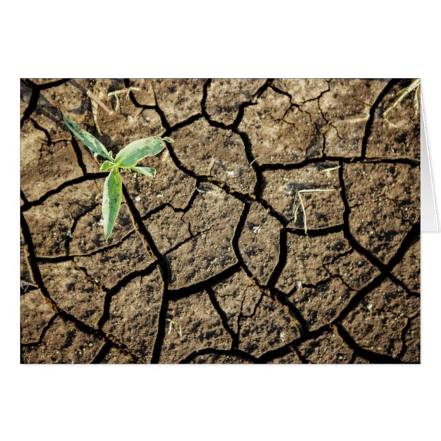 割れた土の実生 (正面横)