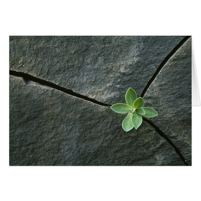 割れた大きい石で育つ植物 (正面横)