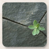 割れた大きい石で育つ植物 コースター (正面)