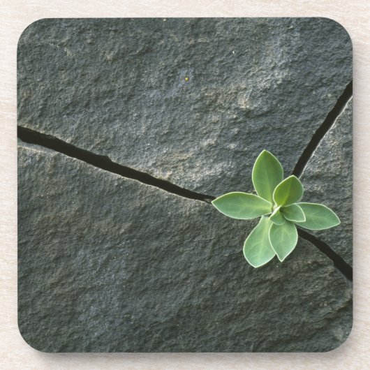 割れた大きい石で育つ植物 コースター (正面)