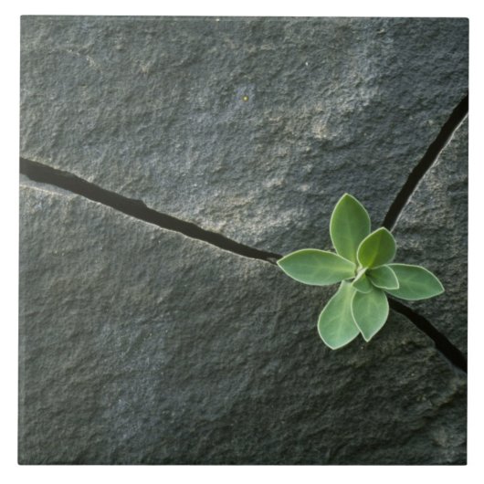 割れた大きい石で育つ植物 タイル (正面)